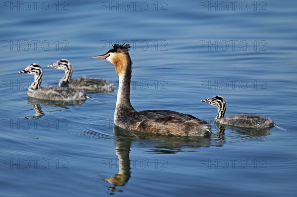 Great Crested Grebe (Podiceps scalloped ribbonfish), with three chicks swimming in the water, Lake Zug, Canton Zug, Switzerland, Europe