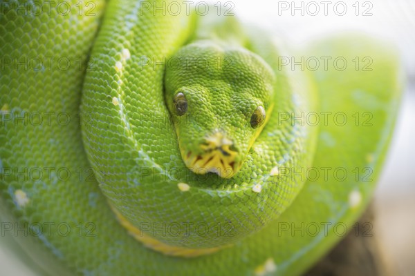 Green tree python (Morelia viridis), portrait, captive, Germany, Europe
