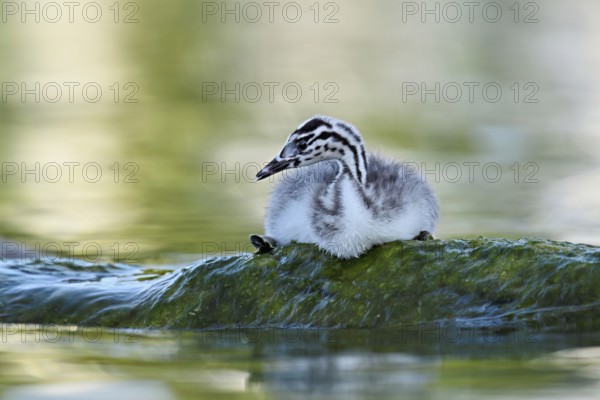 Great Crested Grebe (Podiceps scalloped ribbonfish), chick sitting on a stone, Lake Zug, Canton Zug, Switzerland, Europe