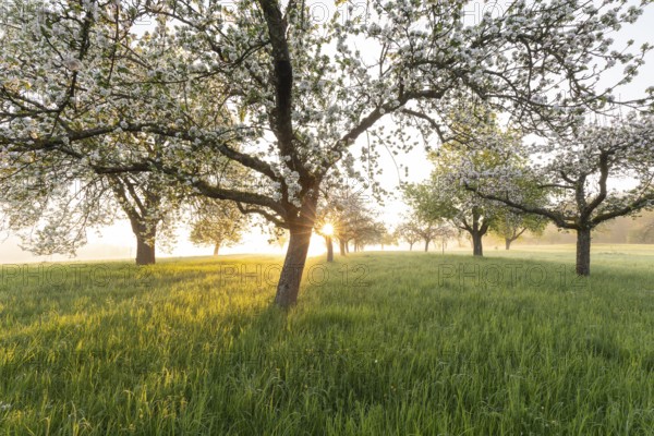 Fresh blossom, morning light, ground mist... simply magical! Foothills orchard meadow in bloom - apple tree avenue in the morning light with ground mist