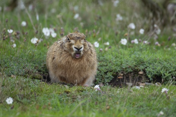 European brown hare (Lepus europaeus) adult animal yawning in grassland in summer, England, United Kingdom, Europe