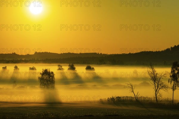 Early morning fog over the moor, birch (Betula), birch family (Betulaceae), sunrise fog, Pfrungen, Pfrunger-Burgweiler Ried, Baden-Wuerttemberg, Germany, Europe
