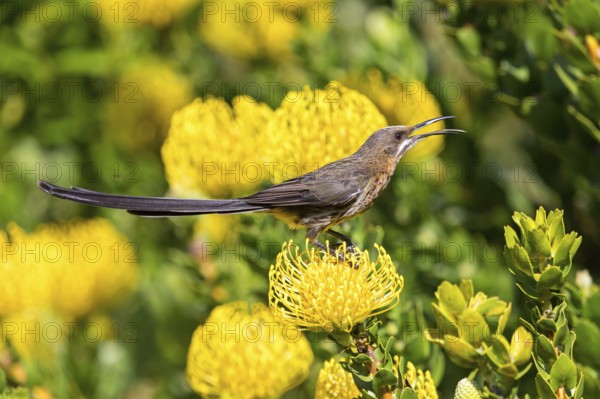 Cape sugarbird (Promerops cafer), Harold Porter National Botanical Gardens, Betty's Bay, Western Cape, South Africa, Africa