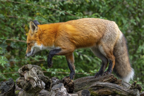 Foraging red fox (Vulpes vulpes) walking over tree stump at edge of forest
