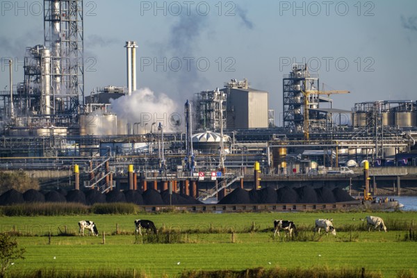 Cargo ship, coal, on the Rhine near Emmerich, Kao Chemicals scenery, specialising in surfactants, KLK, Left Rhine pastures, Lower Rhine, North Rhine-Westphalia, Germany, Europe