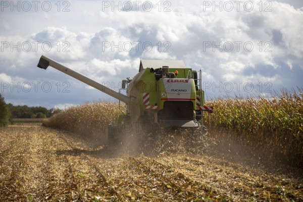 Maize harvest in the Vorderpfalz