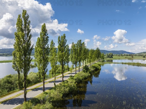 Aerial view of the Mooser Damm with the poplar avenue on the western part of Lake Constance. The dam connects the town and surrounding area of Radolfzell with the Höri peninsula. In the past, the road had to be closed at times due to flooding, District of Constance, Baden-Württemberg, Germany, Europe