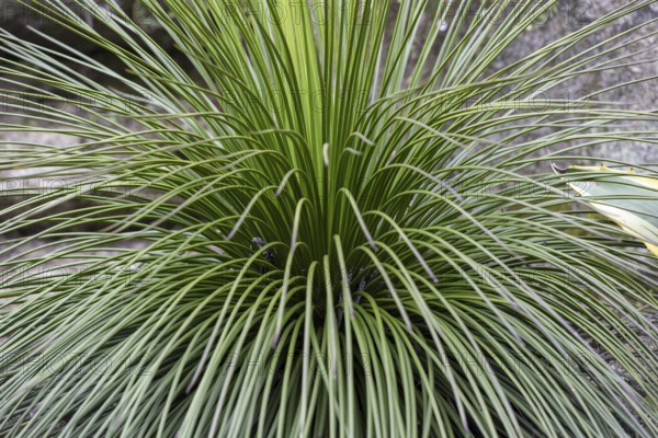 Green, ray-like plant in close-up, outdoor