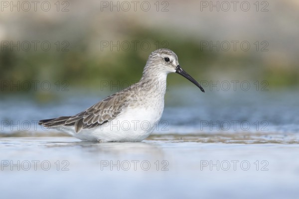 Curlew Sandpiper (Calidris ferruginea) foraging, Victoria, Australia, Oceania