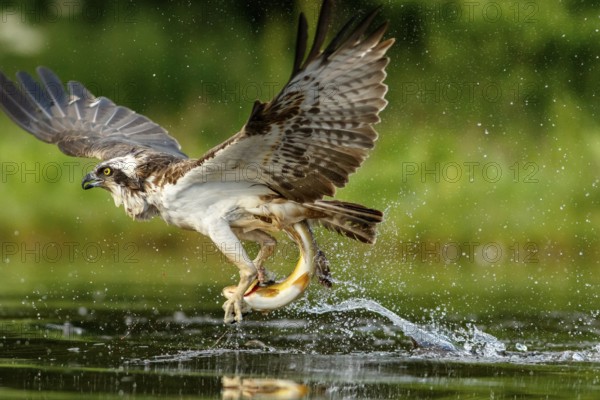 Osprey (Pandion haliaetus), fishing on lake, Cairngorms National Park, Scotland, United Kingdom, Europe