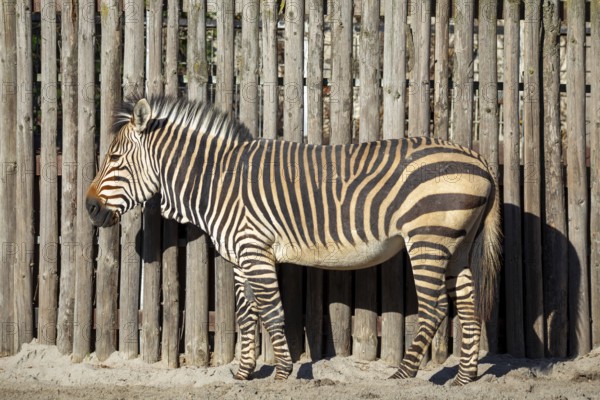 Close-up of a zebra at the zoo in Landau, Palatinate