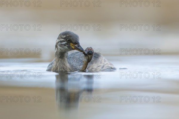 Australasian Grebe (Tachybaptus novaehollandiae) young with food in its beak, Victoria, Australia, Oceania