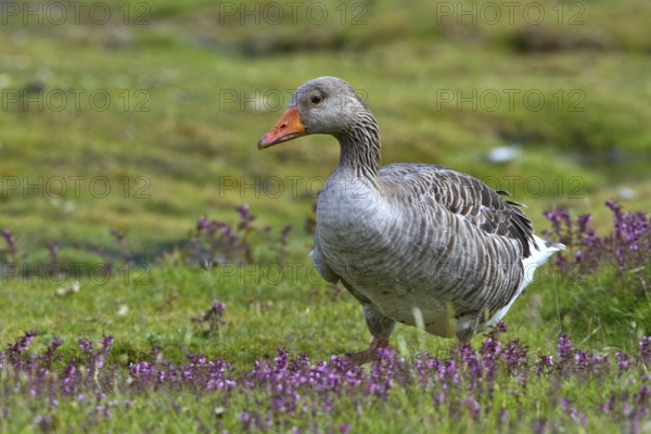 Greylag Goose (Anser anser) foraging, Texel, Netherlands