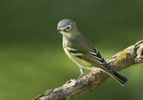Blue-headed Vireo, Vireo solitarius perched in Saskatoon, Saskatchewan, Canada, North America