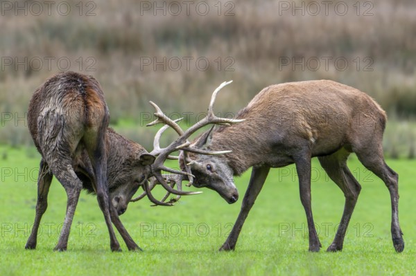 Two rutting red deer (Cervus elaphus) stags fighting by locking antlers during fierce mating battle in grassland during the rut in autumn