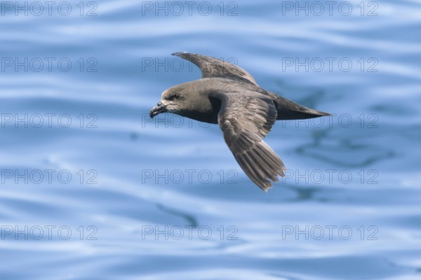 Grey-faced Petrel (Pterodroma gouldi) flying, Victoria, Australia, Oceania