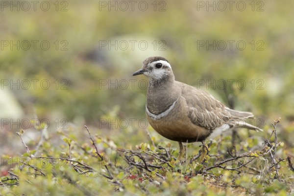 Eurasian Dotterel (Charadrius morinellus), Dalarna, Sweden, Europe
