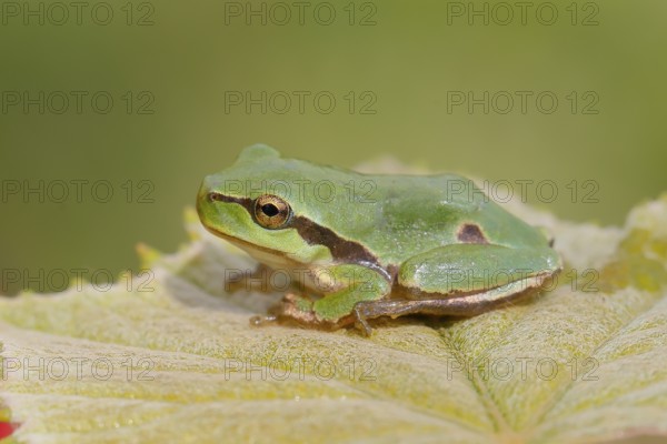 European tree frog (Hyla arborea), young animal sitting on a leaf, Wildlife, Animals, Lake Neusiedl National Park, Burgenland, Austria, Europe