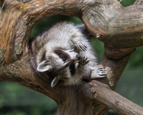 Raccoon (Procyon lotor), Germany, Europe