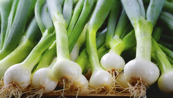 Vegetable, spring onion or spring onion, also known as winter onion, Allium fistulosum