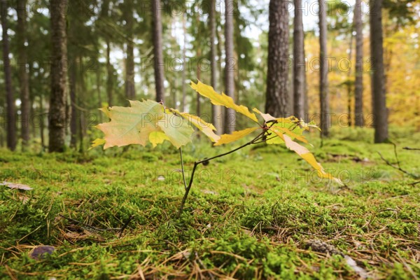 Norway maple (Acer platanoides) tree colored, young, in a forest in autumn, Bavaria, Germany, Europe