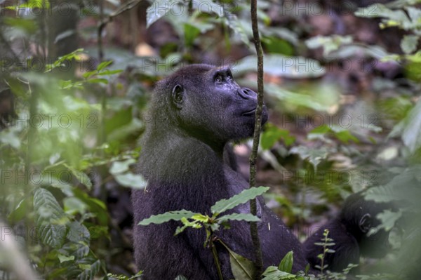 Western lowland gorilla (Gorilla gorilla gorilla) near the Baï-Hokou forest clearing, female, Dzanga-Ndoki National Park, Unesco World Heritage Site, Dzanga-Sangha Complex of Protected Areas (DSPAC), Sangha-Mbaéré Prefecture, Central African Republic, Africa