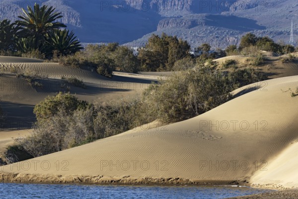 Nature reserve Dunes of Maspalomas, small lagoon La Charca de Maspalomas and sand dunes in the evening light, Province of Las Palmas, Gran Canaria, Canary Islands, Spain, Europe