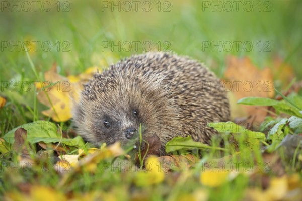European hedgehog (Erinaceus europaeus) adult animal on an urban garden grass lawn with fallen autumnal leaves in the autumn, England, United Kingdom, Europe