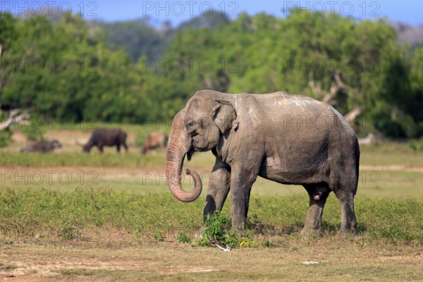 Asian elephant (Elephas maximus maximus), Sri Lankan elephant, adult male feeding, Yala National Park, Sri Lanka, Asia