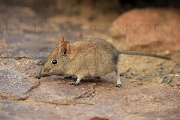 Short-eared elephant shrew, (Macroscelides probosideus), adult, foraging, Mountain Zebra National Park, Eastern Cape, South Africa, Africa