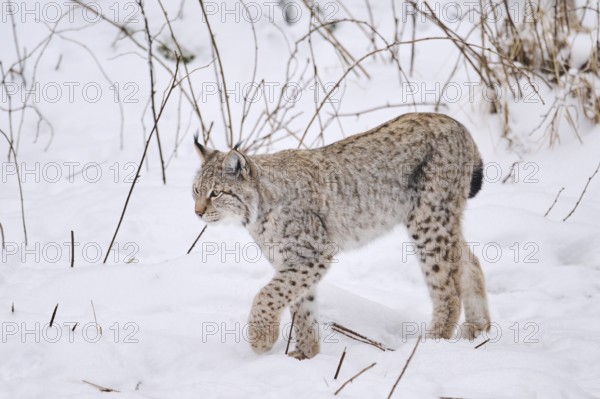 Eurasian lynx (Lynx lynx) walking in the snow in winter, Bavaria, Germany, Europe
