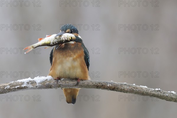 Common kingfisher (Alcedo atthis) with a fish on a snow-covered branch in winter, Lower Saxony, Germany, Europe