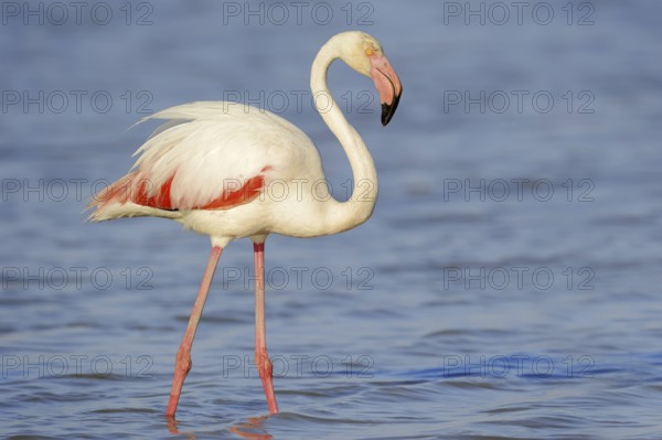 Greater flamingo (Phoenicopterus roseus), Camargue, Provence, southern France