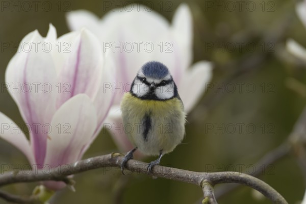 Blue tit (Cyanistes Caeruleus) adult bird on a garden Magnolia tree branch with blossom in spring, England, United Kingdom, Europe