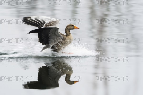 Greylag goose (Anser anser) lands on a body of water and creates a clear reflection, Hesse, Germany, Europe