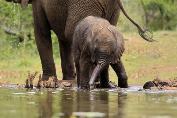 African elephant (Loxodonta africana), young animal, calf, baby elephant, mother, young animal with mother, at the water, Kruger National Park, Kruger National Park, South Africa, Africa