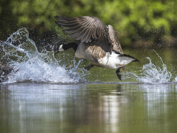Canada Goose, Branta canadensis, geese in a water fight