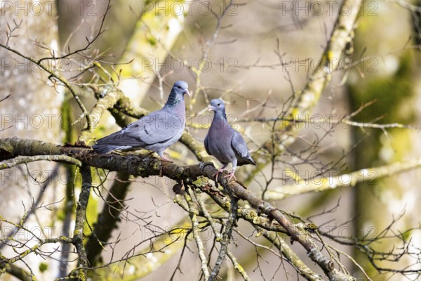 Stock Dove (Columba oenas) Germany