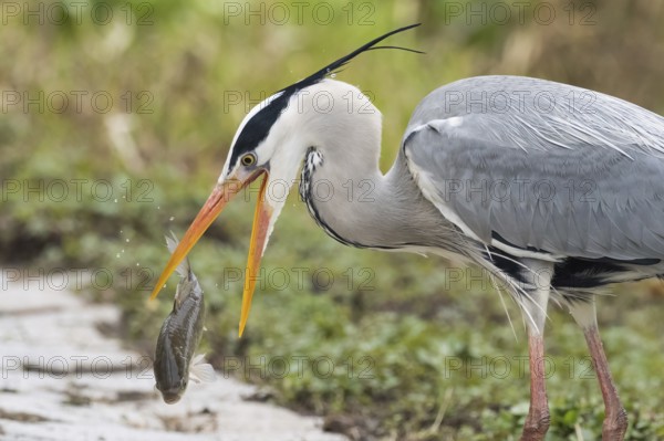Grey heron (Ardea cinerea) lifting a fish with its beak along a stony path, Hesse, Germany, Europe