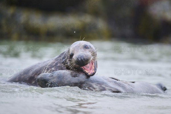 Grey seal (Halichoerus grypus) playing with each other in the water, sea, Düne, Helgoland, Schleswig-Holstein, Germany, Europe