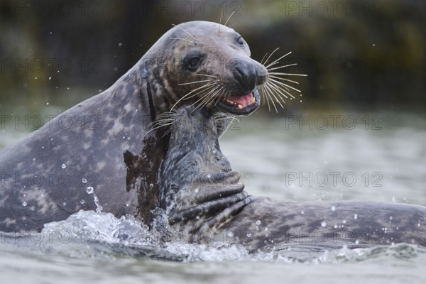 Grey seal (Halichoerus grypus) playing with each other in the water, sea, Düne, Helgoland, Schleswig-Holstein, Germany, Europe