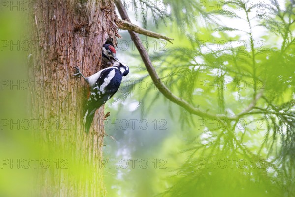 Great spotted woodpecker (Dendrocopos major), female feeds almost fledged young bird in the entrance hole of the breeding cavity, Bad Homburg, Hesse, Germany, Europe