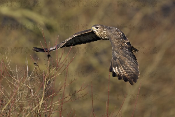 Common buzzard (Buteo buteo), in flight, Switzerland, Europe