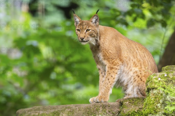 Eurasian lynx (Lynx lynx) sitting in a forest, Bavaria, Germany, Europe