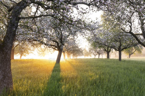 Fresh blossom, morning light, ground mist... simply magical! Foothills orchard meadow in bloom - apple tree avenue in the morning light with ground mist