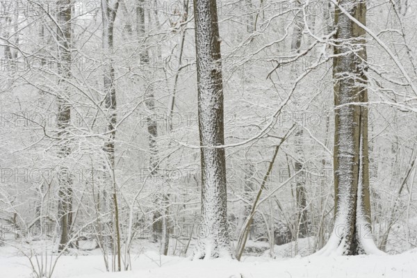 Winter forest after heavy snowfall, North Rhine-Westphalia, Germany, Europe