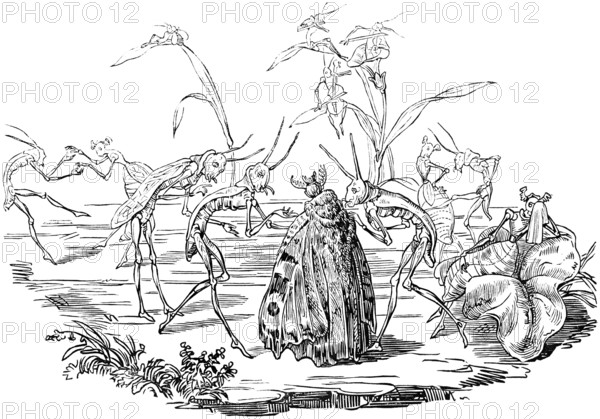 Grasshopper lady being courted by male creatures, romantic scene, parable about the life of men, depicted in caricatures of the grasshopper, parody, literary tale in pictures with morals, mockery and derision, woodcut illustration, Swiss calendar for 1848