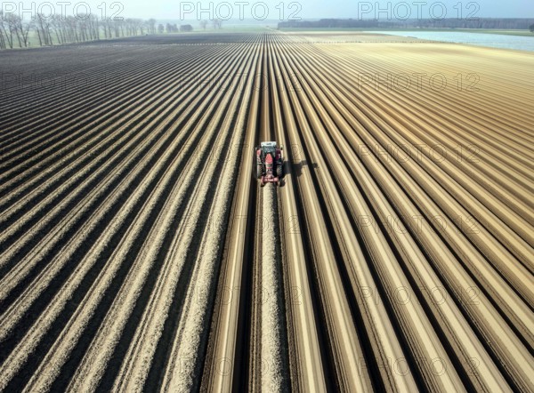 An aerial photo shows a tractor in a large asparagus field. Preparations for the asparagus season. The soil is loosened with a tiller at the front of the tractor, the rear tiller of the tractor creates the typical asparagus mound, Klaistow, Germany, Europe