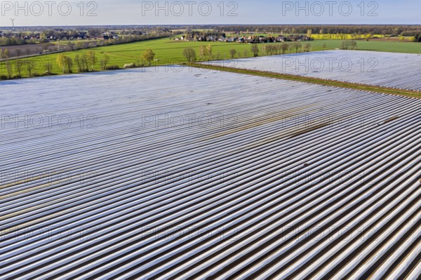 Asparagus fields near village Bröckel, rows covered with plastic foil, Lower Saxony, Germany, Europe