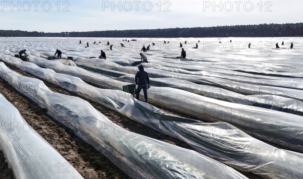 The first asparagus is harvested from a foil-covered asparagus field, Beelitz, 26/03/2024